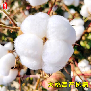 Sowing mood new cotton seeds national review lazy man big peach cotton high yield insect-resistant and disease-resistant cotton seeds cottonseed kernel field planting spring <national review> original cotton seeds 1 pack 500g