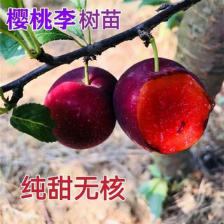 Yimi bamboo cherry plum saplings cherry and plum combined cherry saplings and plum saplings planted in the south and north potted plants eight years old seedlings one plant full of results