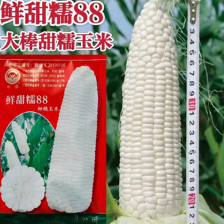 Xiantiannuo 88 white sweet waxy corn seeds extra large high yield four seasons white waxy corn farmers super sweet plus waxy corn larvae xiantiannuo 88 original 100g/sweet waxy corn type