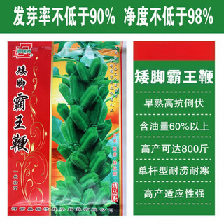 New species of short-legged overlord whip aerospace overlord whip sesame seeds, medium-early maturing and high-yielding sesame seeds specially used for oil extraction. short-legged overlord whip/200g high-yield white zhizhi