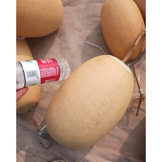 Extra small ornamental gourd seeds, extra large sub-waisted large wine gourd seeds, seedlings, spring and summer balcony potted plants, large winter melon gourds, 5 pieces