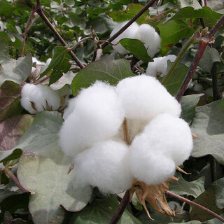 Liangmian 818 cotton seeds, high-yield hybrid cotton, high-yield field planting seeds, insect-resistant large peach boll cotton seeds, snow white lazy cotton 50g, sub-packed