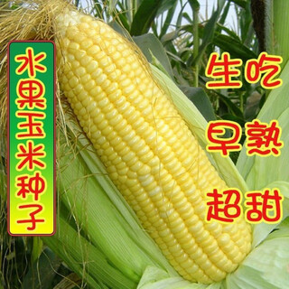 Sweet and crispy fruit corn, sweet and sticky corn, four big sticks, eaten raw in early seasons and grown in the field. sweet and crispy fruit corn seeds. sweet and crispy fruit corn seeds, original 1 pack of 40 grains.
