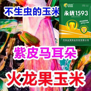 Одобренные на национальном уровне стабильные семена кукурузы с короткими стеблями и большими стеблями, свежими полегающими и засухоустойчивыми пастбищными зернами Северной и Южной Академии сельскохозяйственных наук, упакованное зерно yongyou 1593, 70 зерен, пробный сорт.