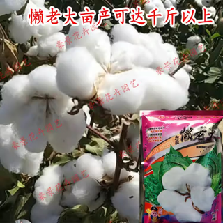 Xinjiang cotton seed high yield lazy man thousand jin jin is equal to 0.5 kg wangdatian plants resistant to insects and diseases highly resistant to repeated cropping lazy man cotton seed lazy boss original 5 packs