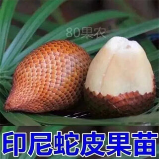 Snake fruit saplings potted snake fruit saplings thailand indonesian snake fruit saplings can be planted in the north and south. one 3-year-old seedling (more than 10 years old is easy to maintain) 50cm (inclusive)-60cm (exclusive)