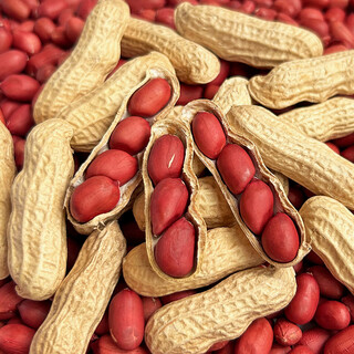 Sowing mood four red peanut seeds high yield thin-shell red-skinned black peanut rice seed juluhua no. 8 large fruit white sand national approval national approval > four red peanuts original unpacked 100 pieces