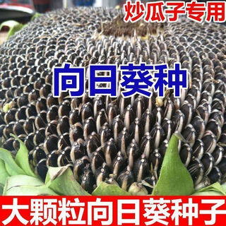 Large edible sunflower seeds, plump melon seeds, large sunflower seeds, sunflower melon seeds, edible melon seeds, large melon seeds, about 50 seeds, one pack