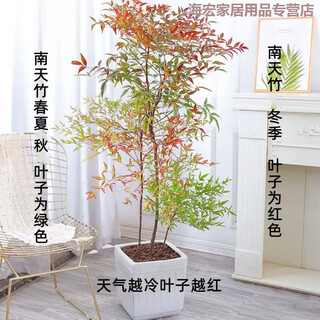 Red sky bamboo sapling flame nandina bamboo potted plant four seasons leaf viewing cold-resistant bonsai jungle nandina + soil ball shipped 80cm