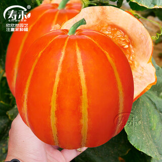 Shouhe green skin melon seeds large whole melon red skin melon seeds 100 capsules/red flesh and red flesh