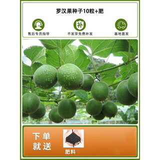 Luo han guo seeds luo han guo saplings, courtyard balcony seedlings, potted luo han guo seedlings, fruit-bearing field planting, luo han guo seeds 10 + fertilizer