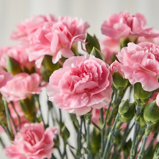 Warm and cute multi-headed carnations, 5 in random colors