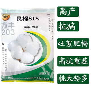 Good cotton 818 cotton seeds high yield hybrid cotton high yield field planting insect resistant large peach boll cotton seeds good cotton 818/1000g original insect resistant cotton