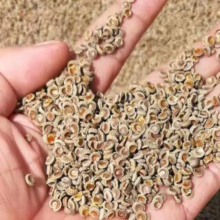 Chinese herbal medicine seedlings, powdered fangji seedlings, elecampane seeds, golden thread hanging gourds, jiangxi stephanotis genus hanfangji seedlings, powdered fangji dry seeds, 1 jin jin is equal to 0.5 kg