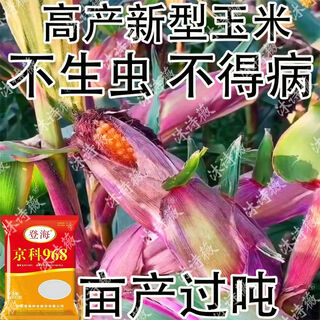 Complete collection of twin corn seeds, high-yielding, short-stemmed, southern, northern, large-stem, lodging-resistant, agricultural science academy, 1 bag, jingke 968