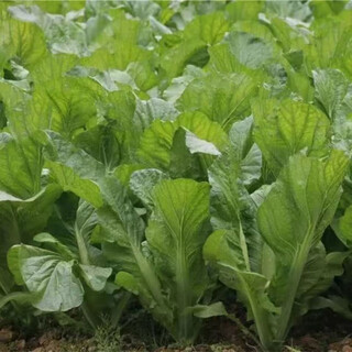 Broad-leaf mustard seedlings, kimchi, green cabbage seedlings, hakka seedlings, seasonal balcony garden green cabbage seedlings, 50 broad-leaf green cabbage seedlings with soil