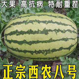 Xiangbin resistant to heavy cropping xinong no. 8 watermelon seeds extra large lazy unicorn super sweet high yield giant watermelon fruit seeds xinong no. 8 watermelon seeds 5g original