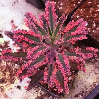 Phoenix princess lace, wide-leaf phoenix, large leaves falling to the ground, large-leaf phoenix, small-leaf phoenix, phoenix brocade, pot not included