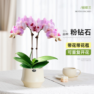 Linya phalaenopsis potted plant with buds, sword orchid, indoor new year's eve flowers, large-flowered plants, easy to feed during the spring festival, large pot, pink diamond (two stems) + small round cup