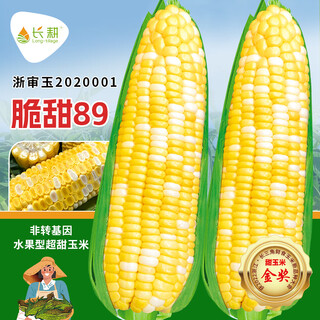 Long-cultivation super sweet two-color fruit corn seeds easy to grow sweet corn seeds extra large drought-resistant spring four seasons sweet waxy corn sticky sweet crispy sweet 89 corn 100g gold medal corn
