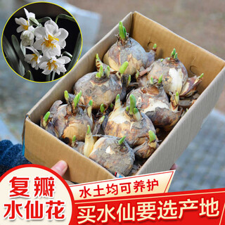Xinyi double-petal narcissus bulb new year's eve green plant flowers indoor hydroponics desktop potted plants soil culture bulb narcissus preferably 1 double-petal, multi-flower variety 18-20cm + 1 pack of fertilizer