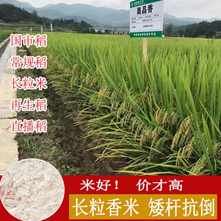 Rice seeds with short stems and lodging resistance, conventional rice, long-grain rice seeds, ao jingxiang, high-yielding rice seeds, ao jingxiang, 2 jin jin is equal to 0.5 kg