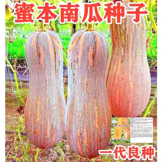 Miben sweet and glutinous pumpkin seeds, four seasons old pumpkins, dense pumpkin varieties, miben pumpkin seeds, 5 packs, about 150 capsules