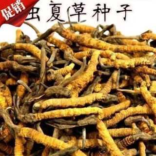 Miao chongchong cordyceps seeds authentic qinghai cordyceps cordyceps seeds cordyceps planting artificially breeding strain seeds 100 capsules