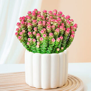 Flower money skewers succulent indoor potted flowers and green plants. the house has a lot of money and big flowers. it is easy to grow succulent flowers in all seasons. money skewers 40-60 heads + tiramisu pot. it is good to bring potted plants.