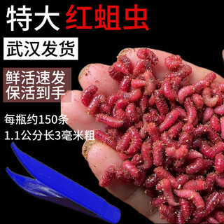 Fishing giant red maggots live bait meat maggots crucian carp maggots wild fishing red maggots live maggot teeth white maggots red live maggots red 2 bottles large (150 pieces per bottle) tweezers