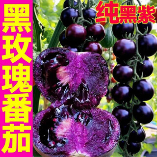 Yimi zhu shouguang white jade tomato seedlings millennium cherry tomato cherry persimmon seeds white fei white pearl black rose with soil ball 5 black rose tomato seedlings + 1 free + 1 pack of fertilizer