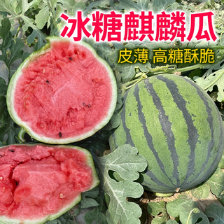 Xiangbin 8424 kirin seedless meidu watermelon seeds, fruit melon seedlings, small southern vegetable seedlings, rock sugar kirin watermelon seeds 50 original seeds