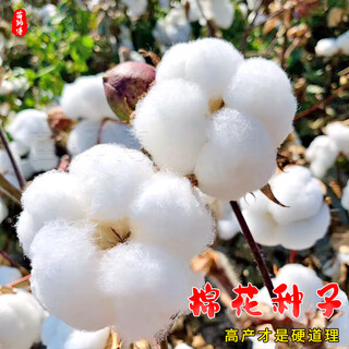 Sowing mood new cotton seeds national review lazy man big peach cotton high yield insect-resistant and disease-resistant cotton seeds cottonseed kernel field planting spring <national review> original unpacked cotton seeds 100 capsules
