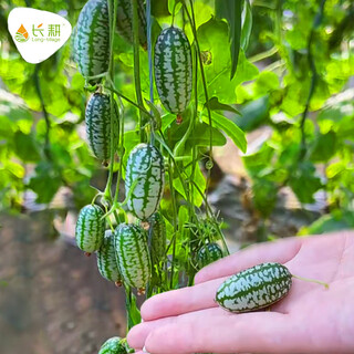 Long-cultivation lazy man watermelon seeds extra large seedless 8424 watermelon seedlings super sweet southern unicorn watermelon fruit and vegetable seeds pink girl thumb watermelon seeds 100 capsules