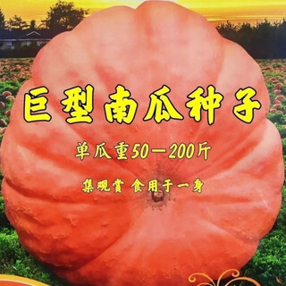 Giant pumpkin extra large pumpkin seeds sweet flour glutinous thick meat field vegetable garden spring and autumn vegetable seeds giant millstone large pumpkin seeds pink and glutinous new varieties about 50 pieces 5 packs easy to grow