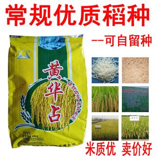Huang huazhan rice seed rice seed conventional rice rice with high quality and high yield two jin jin is equal to 0.5 kg packed set one