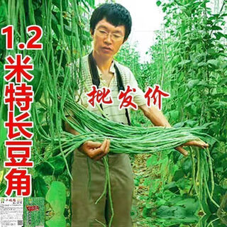 Special green pioneer bean seeds large brand new variety cowpea early maturity spring and autumn french bean seeds qc four seasons full shelves green pioneer long beans only sell good seeds 5 packs of about 252 seeds high germination rate