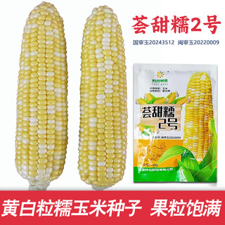 Dao yufeng agriculture national approved Желтые и белые зернистые семена кукурузы воскового цвета huitiannuo № 2 Свежая восковая кукуруза в оригинальной заводской упаковке huitiannuo № 2 Желтые и белые зернистые семена кукурузы 1 пакетик по 100 г/пакет
