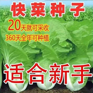 19-day fast-growing fast vegetable, four-season creamy cabbage, fresh and tender balcony courtyard heat-resistant, cold-resistant and disease-resistant vegetable coriander, four-season fast-growing creamy fast vegetable, new species this year, selected original, five packs of about 5005 capsules, surviving