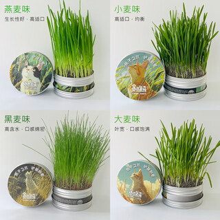 Greedy horse cat grass seeds cat mint hair removal balls cat snacks teeth cleansing and hair beautification cat grass hydroponic seeds cat grass diy canned wheat