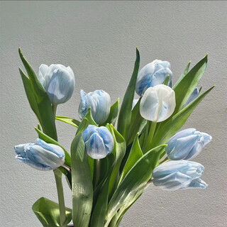 Double-flowered tulip bulbs imported from the netherlands, cold-resistant indoor and outdoor courtyard flower bulbs, hydroponic potted plant seeds, crushed ice blue, new product, one blooms in the same year