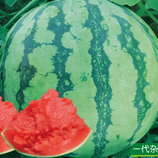 Beishu meidu watermelon seeds kirin watermelon seeds super sweet and early maturing weifeng meidu watermelon seeds 25 capsules 3 bags