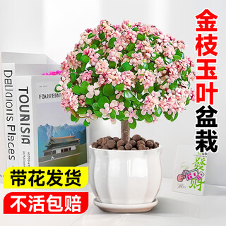 Hua weng suculentas macetas viejas flores de interior en forma de piruleta ramas doradas y hojas de jade + pétalos maceta de porcelana fuente de cabello liso