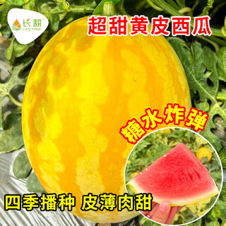 Long-cultivation lazy man watermelon seeds extra large seedless 8424 watermelon seedlings super sweet southern unicorn watermelon fruit and vegetable seeds hybrid golden queen watermelon seeds 200 original