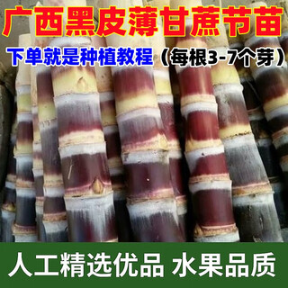 Jingyu festival long purple-skinned fruit sugarcane seeds with many golden sugarcane seedlings, black-skinned sugarcane seedlings, strong and easy to survive, black-skinned 100 fruit sugarcane seedlings