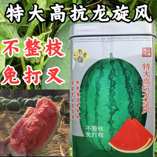 Extra large high resistance dragon cyclone watermelon seed high resistance heavy cropping non-pruning disease resistance high yield lazy man watermelon seed seed 50g can extra large high resistance dragon cyclone 3 cans