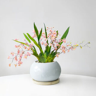Tingxuelou perfume oncidium potted plant with buds dream fragrant orchid strong fragrance plant office surface green plant flower bonsai four seasons pink oncidium + white glazed ice cracked ceramics + pavement stone good with potted plants