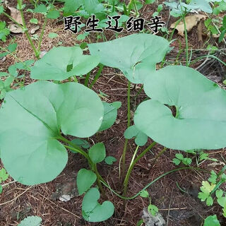 Asarum seeds, chinese asarum medicine, white asarum seedlings, asarum seeds, four liangs of asarum, chinese herbal medicine, tobacco pouch pot herbal seeds, asarum seeds 100 tablets + fertilizer