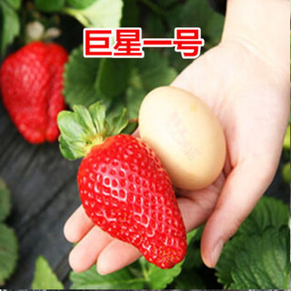 Strawberry seeds dandong 99 four seasons fruit cream strawberry fruit seeds vegetable seeds complete seed seedlings strawberry 500 + pot + soil + fertilizer