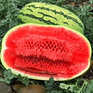 Xiangbin watermelon seeds ningxia selenium sand mountain stone melon seeds sown in all seasons, high yield, thin skin, medium ripe, super sweet, large fruit seed, desert no. 1 watermelon seeds 100 original
